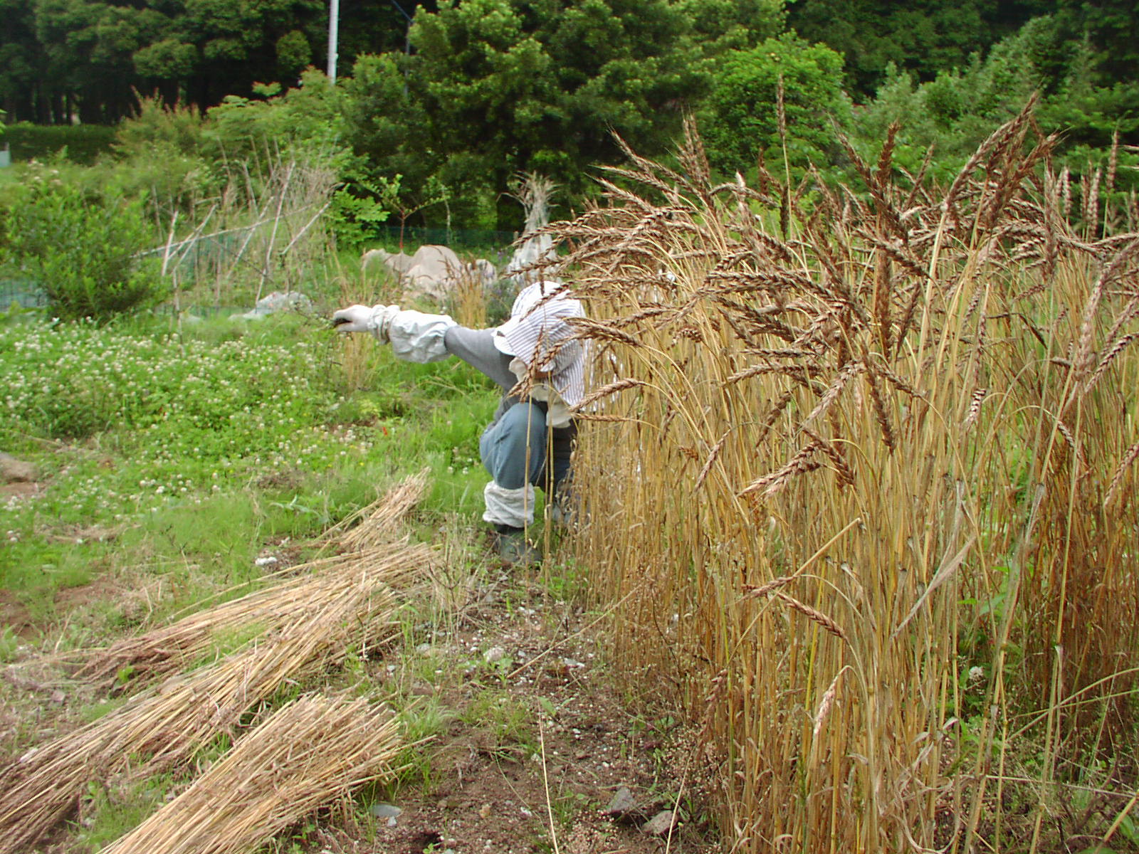 １０７．小麦の刈り取り_f0164410_21575838.jpg