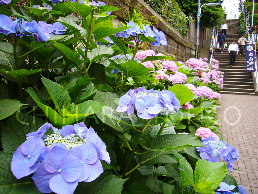 白山神社あじさいまつり_b0025511_23391930.jpg