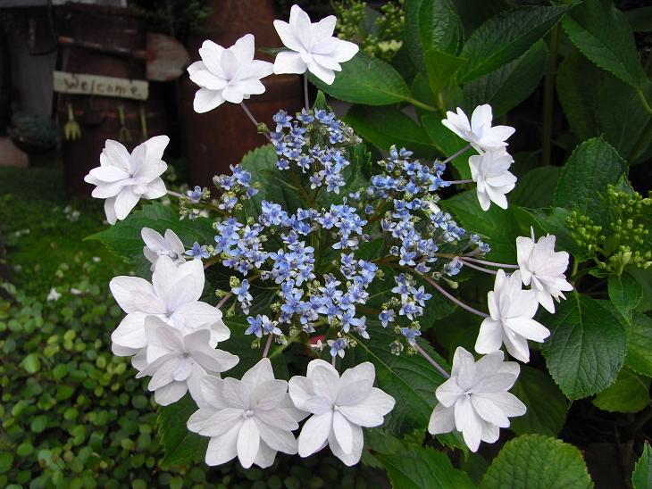 墨田の花火 隅田の花火 こんな カオスな毎日