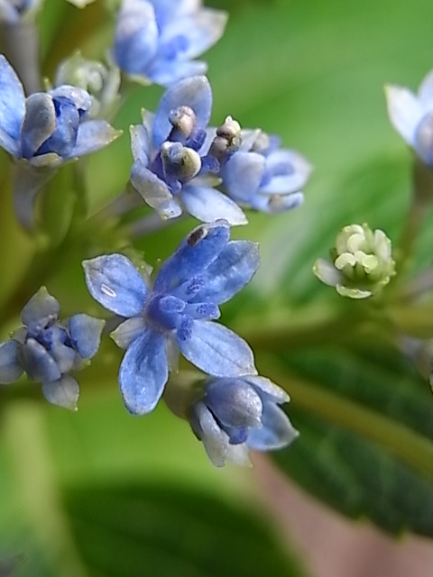 墨田の花火 隅田の花火 こんな カオスな毎日