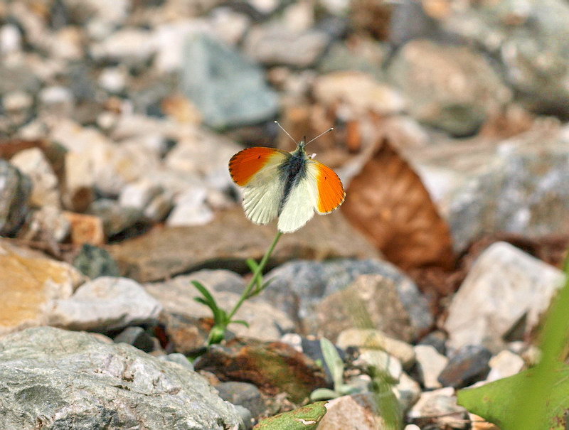 20090607  北ア散歩：クモツキ求愛行動と水無月ギフ （長野県）_d0090322_22102977.jpg