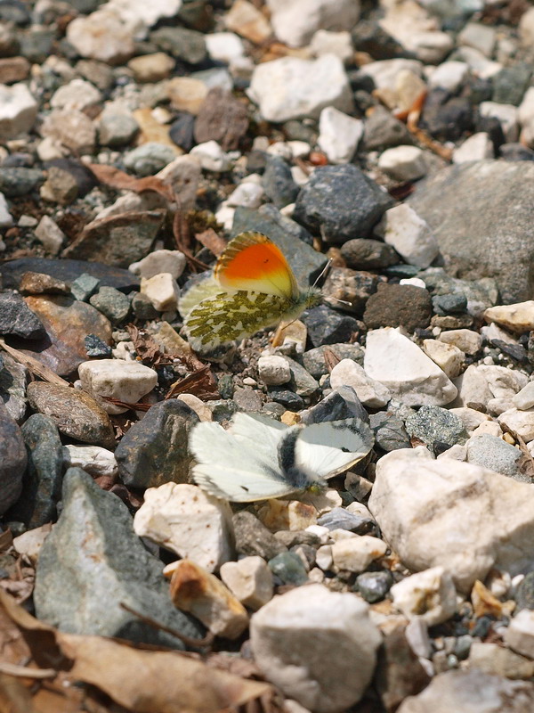 20090607  北ア散歩：クモツキ求愛行動と水無月ギフ （長野県）_d0090322_2211152.jpg