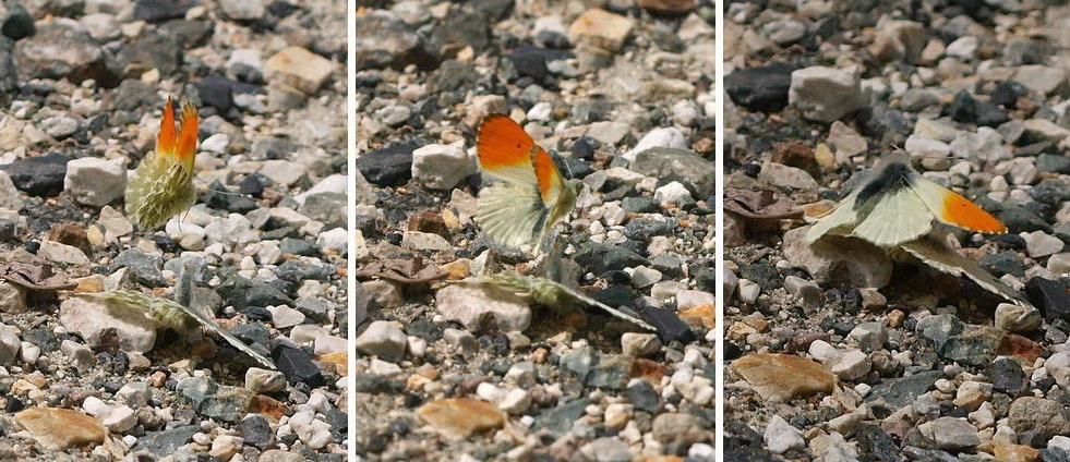 20090607  北ア散歩：クモツキ求愛行動と水無月ギフ （長野県）_d0090322_22113052.jpg