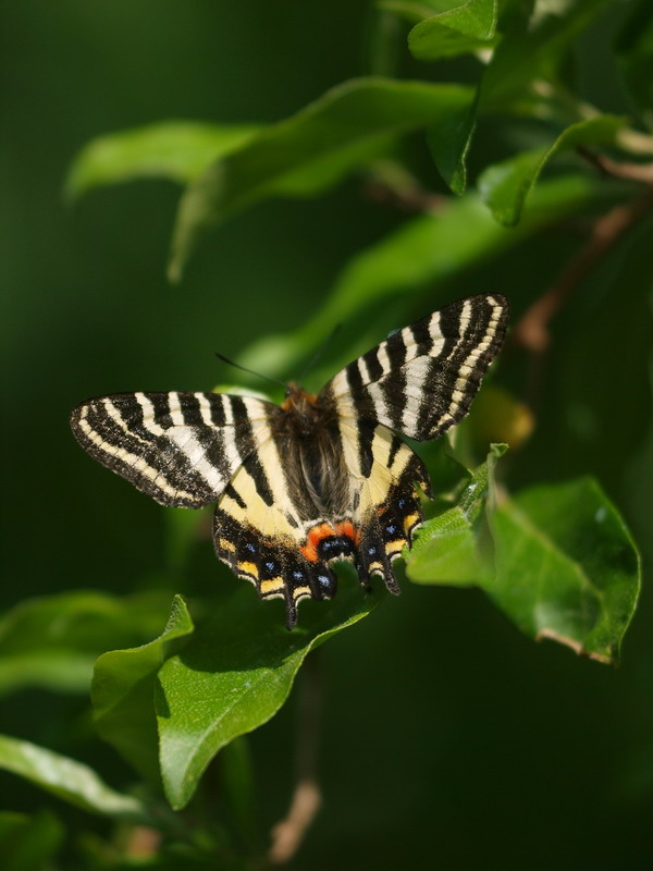 20090607  北ア散歩：クモツキ求愛行動と水無月ギフ （長野県）_d0090322_22121120.jpg