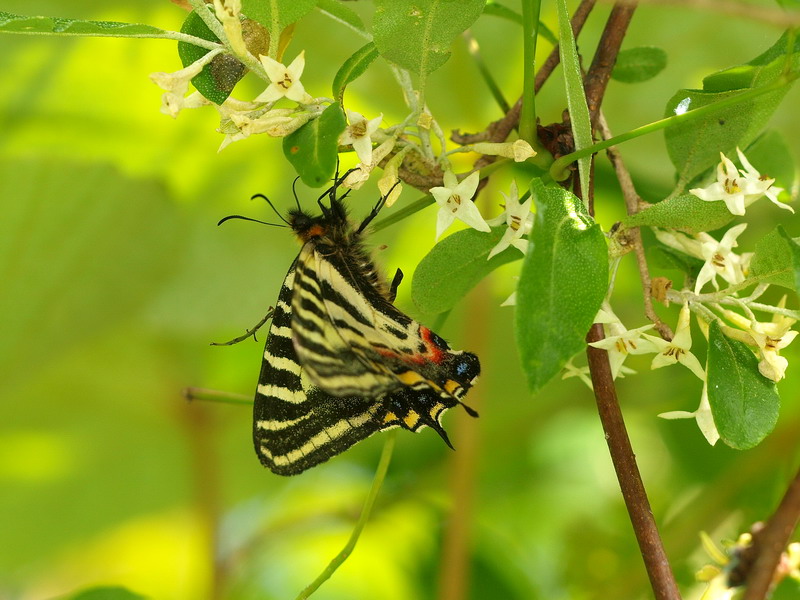 20090607  北ア散歩：クモツキ求愛行動と水無月ギフ （長野県）_d0090322_2212242.jpg