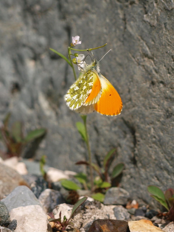 20090607  北ア散歩：クモツキ求愛行動と水無月ギフ （長野県）_d0090322_2240372.jpg