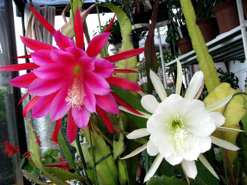 a0004023_12124364.jpg