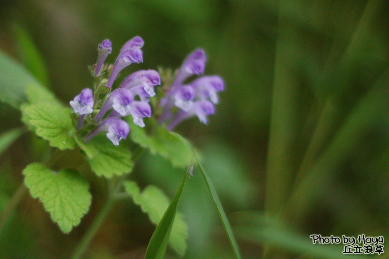 オカタツナミソウ にゃんぱち 地球生態園 オカタツナミソウ にゃんぱち 地球生態園