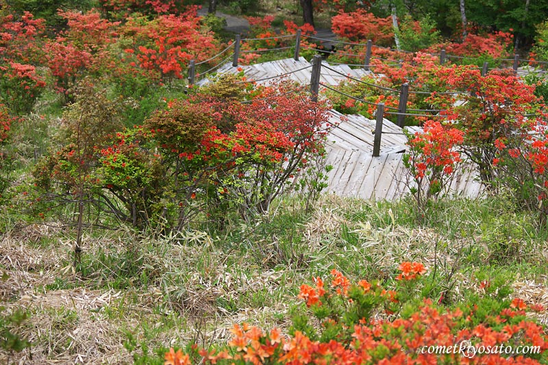 美し森の植樹祭_b0179231_1430269.jpg