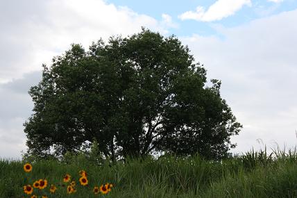 c0179736_10423671.jpg