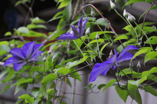 c0093046_6422211.gif