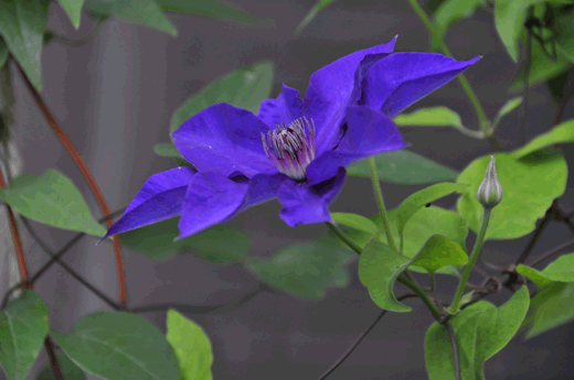c0093046_642386.gif