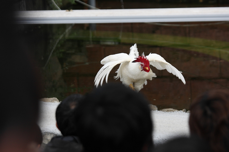 ニワトリが飛ぶ Toshi S Photo