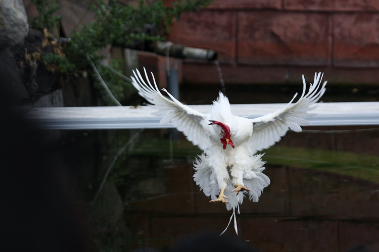 ニワトリが飛ぶ Toshi S Photo