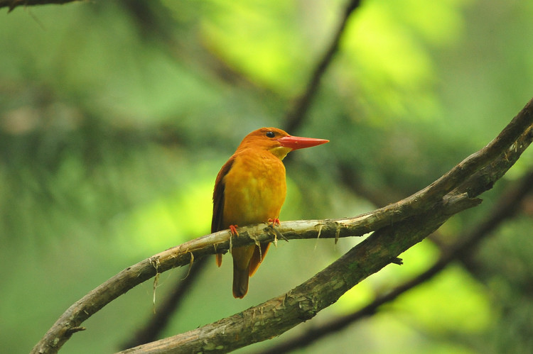 アカショウビン（Ruddy Kingfisher）_b0148352_2094611.jpg