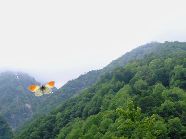c0045352_13302858.jpg