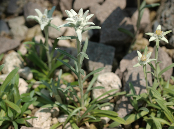 ロックガーデンの花（５）　高山植物図鑑　part3_f0140054_2015948.jpg