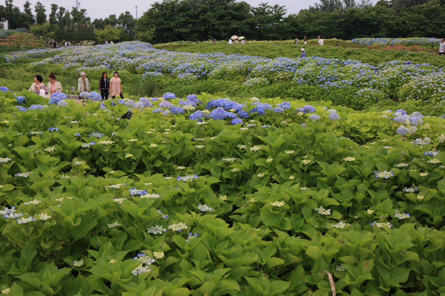 　　今年もあじさいロードが華やかに　１　_f0129465_5302896.jpg