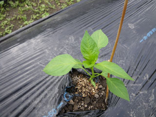 c0168780_20262327.jpg