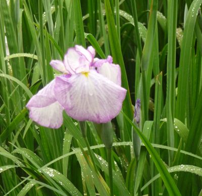 菖蒲の花の写真_c0111581_15503089.jpg