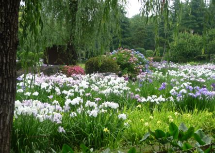 菖蒲の花の写真_c0111581_16195054.jpg