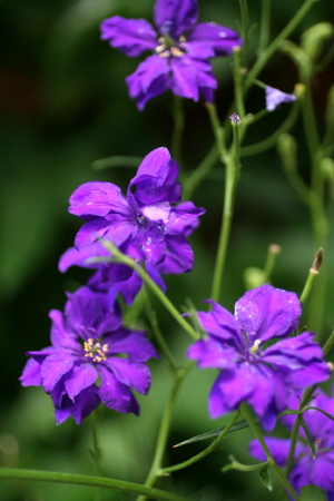 ★裏庭の花たち_e0154682_2156149.jpg