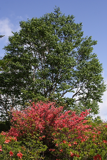 e0165983_13541217.jpg