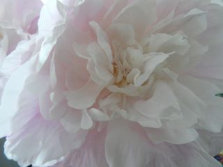 2009年6月8日 また取れちゃった~_b0098584_14554168.jpg