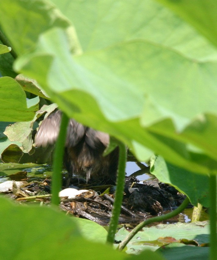 カイツブリの抱卵_f0201084_21165541.jpg