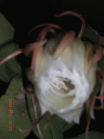 c0078592_2354848.gif