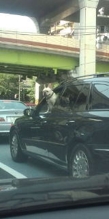 Dog in the car~_b0181394_1329649.jpg