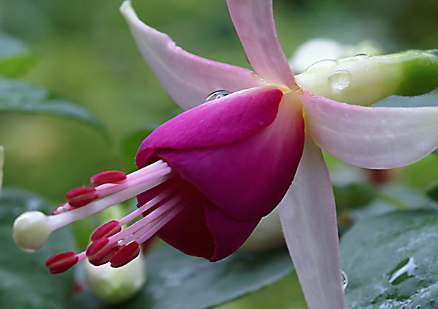 フクシア ホクシャ 釣浮草 野草デジカメ日記
