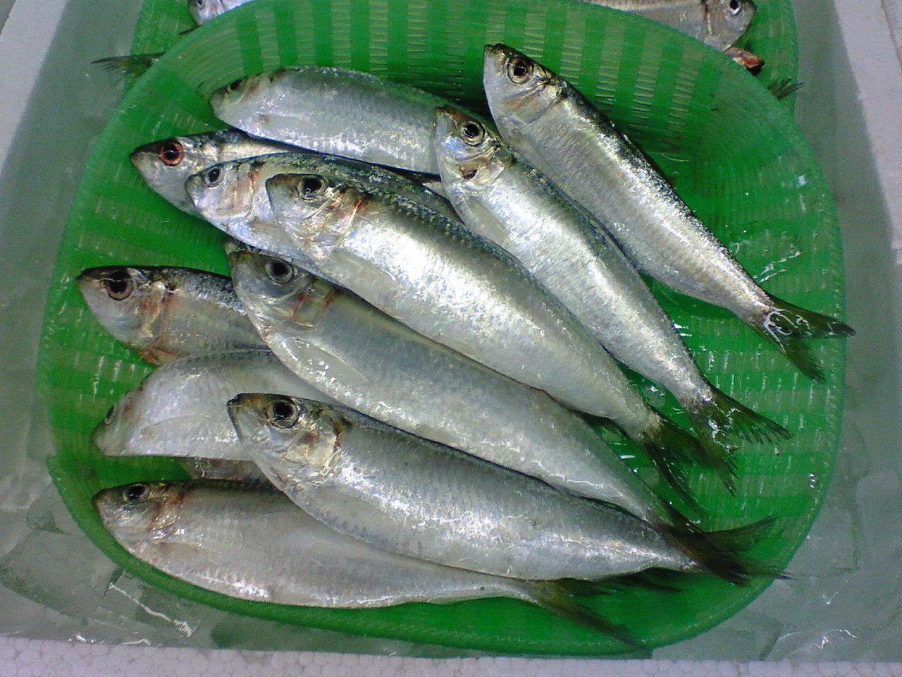 ママカリ 玉島魚市場 お魚情報
