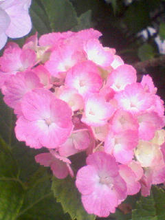 c0023406_814444.jpg
