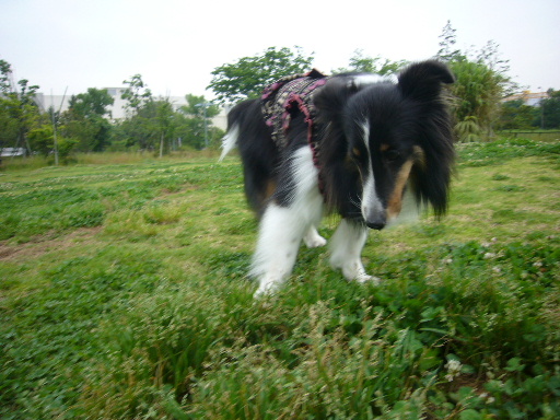 e0130008_22173846.jpg