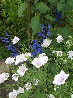 梅雨入り宣言と我が家の花♪_c0185914_2292370.jpg