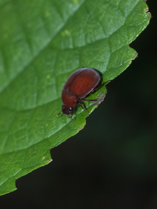 アカビロウドコガネ_c0116915_024383.jpg