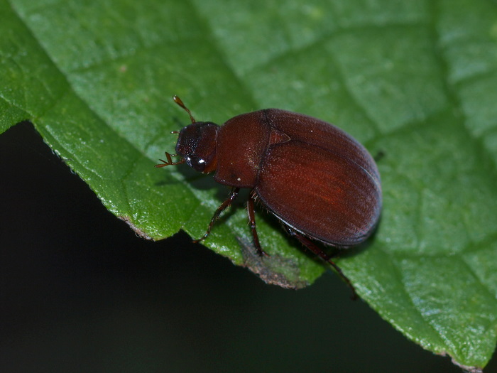 アカビロウドコガネ_c0116915_025782.jpg
