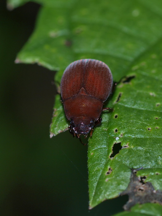 アカビロウドコガネ_c0116915_035886.jpg