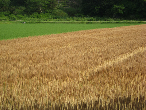c0038424_817276.jpg
