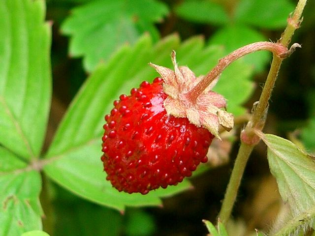 蝦夷蛇苺 エゾヘビイチゴ 花の仲間調べ