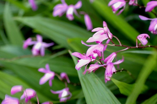 シランの花_a0017634_95001.jpg