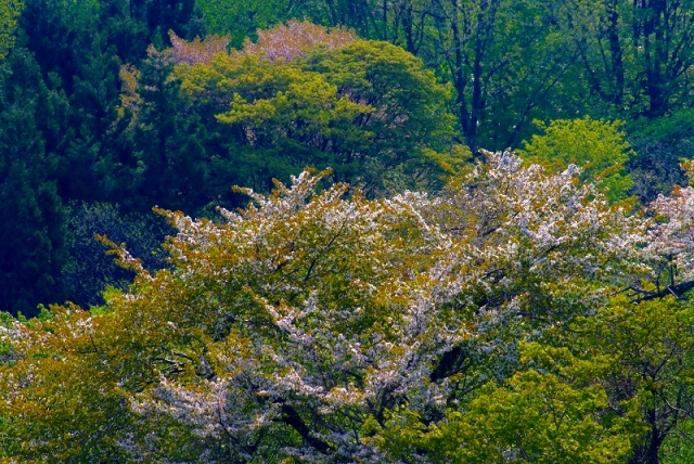 鳥海山麓２　新緑と山桜_f0050534_538637.jpg
