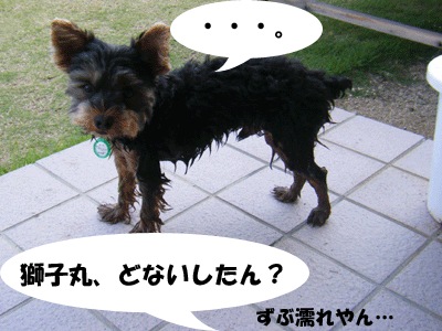 f0008935_1364136.gif