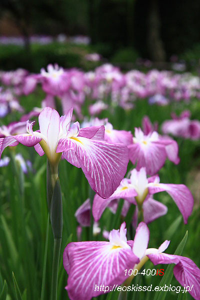 《花》　花菖蒲1　17-85mm　（染谷花しょうぶ園）_c0080036_2240253.jpg