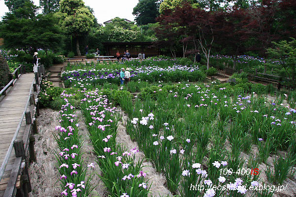 《花》　花菖蒲1　17-85mm　（染谷花しょうぶ園）_c0080036_22425225.jpg