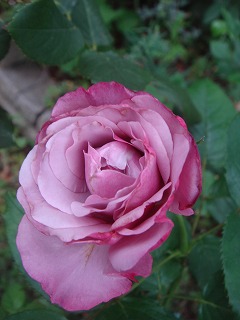 a0076237_22572958.jpg