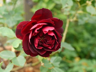 a0076237_2302712.jpg