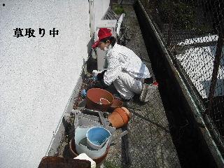 50本の植木剪定_f0031037_2110137.jpg