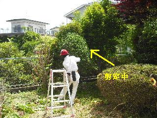 50本の植木剪定_f0031037_21104547.jpg